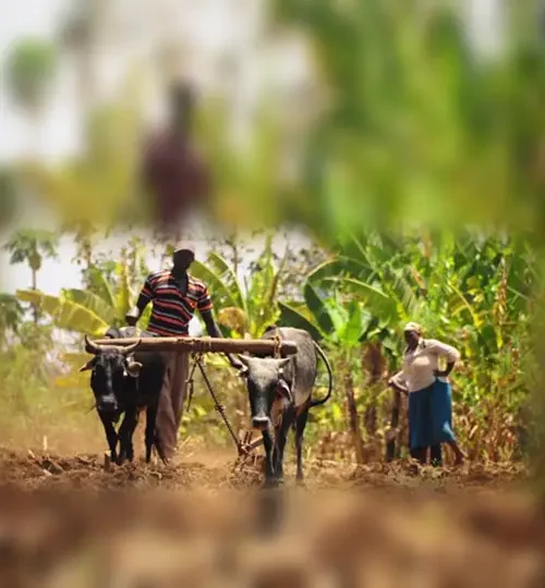 Projects | Cow farming