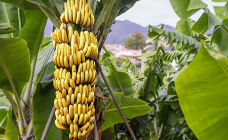 African banana plantation