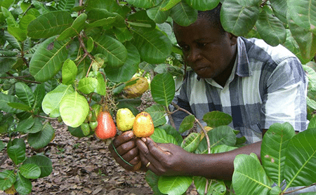Cashew-plantation