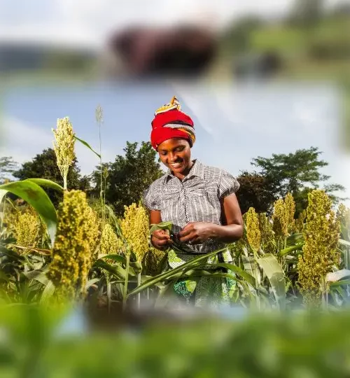 Projects | happy farmer