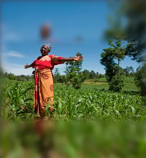 Projects | maize farmers