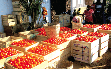 Fresh tomatoes in boxes