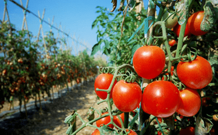Tomatoes - plantation